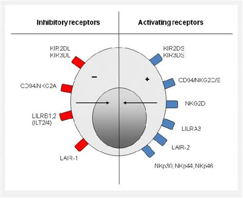 Natural Killer Cell Receptors Natural Killer Cells Express Activating