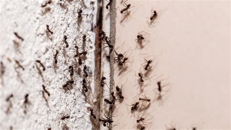 How To Use Cinnamon To Keep Ants Out Of Your House