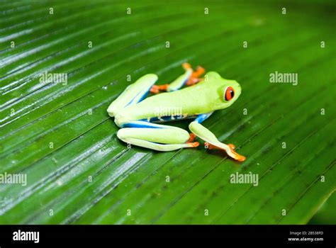 Red Eyed Leaf Tree Frog Stock Photo Alamy