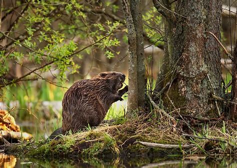 beavers  worldatlascom