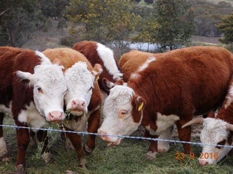 Miniature Hereford cows at Taralga – Australian Miniature Herefords