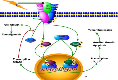 Dual Effects Of Tgf β Signaling On The Growth Of Cells And Impact Of Download Scientific