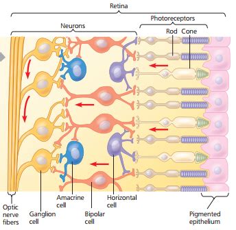 Retina And Visual Pathways Diagram Quizlet