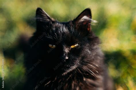 black cat breeds national black cat day cute black cat  golden