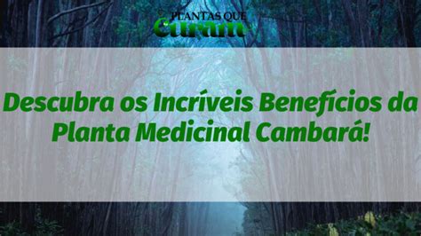 Descubra os Incríveis Benefícios da Planta Medicinal Cambará