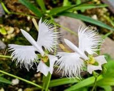 Fringed Orchid Seeds Crane Orchid Pecteilis Radiata The Etsy