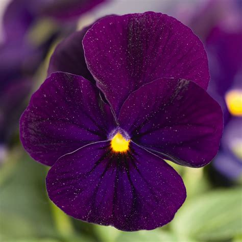 VIOLA Cornuta ADMIRE DEEP BLUE Muller Seeds