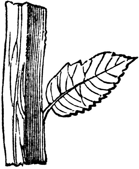 Square Stem | ClipArt ETC