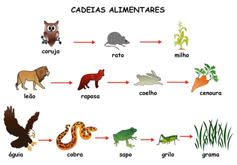 Cadeia Alimentar Dos Animais Hot Sex Picture