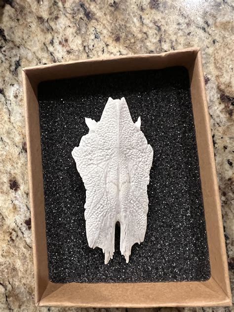 Found on a beach in Corpus Christi : r/whatisthisbone