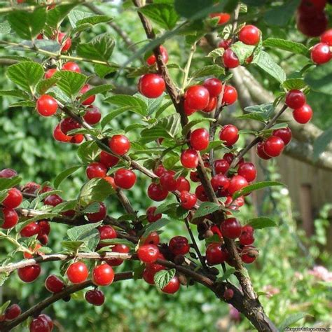 Как вырастить войлочную вишню из косточки в домашних условиях