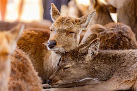 Nara Day Walking Tour In Nara Palace Deer And Inkstick And