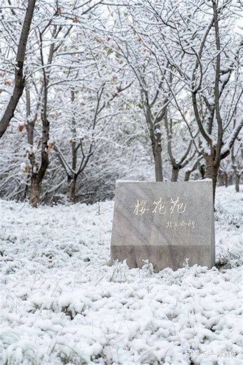 我是一朵雪花 知乎