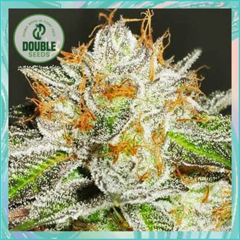 Bruce Banner Feminized Cannabis Seeds by Double Seeds - Sensible Seeds