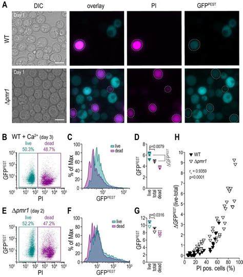 A Fluorescent Reporter For Cn Activity Allows For Simultaneous Download Scientific Diagram