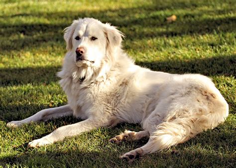 Акбаш: большой, белый и потенциально опасный | Пёсико | Дзен
