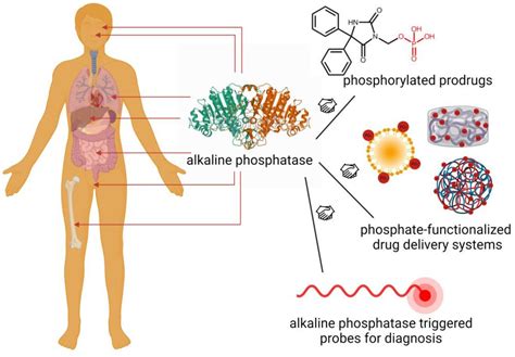 An Overview Of Phosphatases BOC Sciences