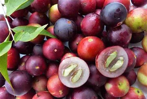 Frutas Menos Conhecidas - Nutritivas e refrescantes: confira frutas brasileiras pouco conhecidas