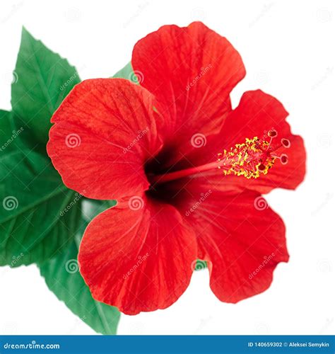 Red Hibiscus Flower Isolated On White Background With Clipping Path