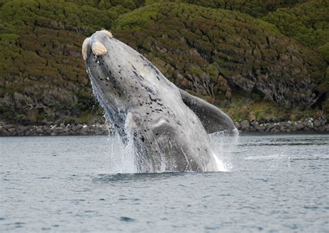 10 Largest Whale Species on the Planet