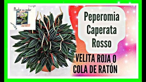 Peperomia Caperata Rosso Velita Roja Caracteristicas Plantar Es Poder