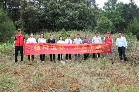 春风十里，正“植”有你 巴马法院干警到龙洪村开展植树造林活动澎湃号·政务澎湃新闻 The Paper