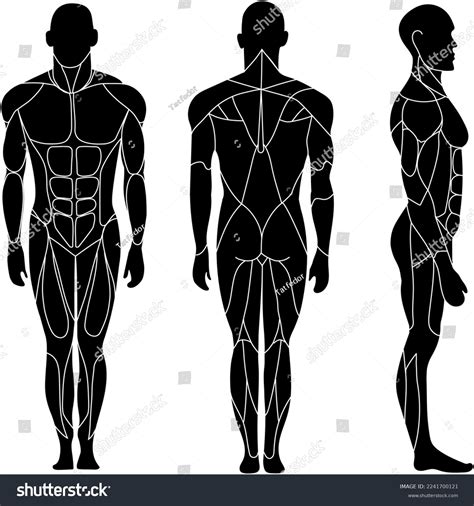 Human Body Muscular System Human Anatomy Stock Vector (Royalty Free