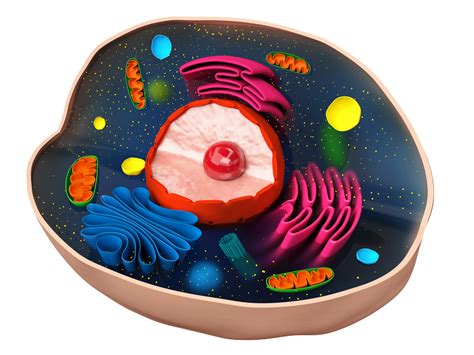 Eukaryotic Cell Model