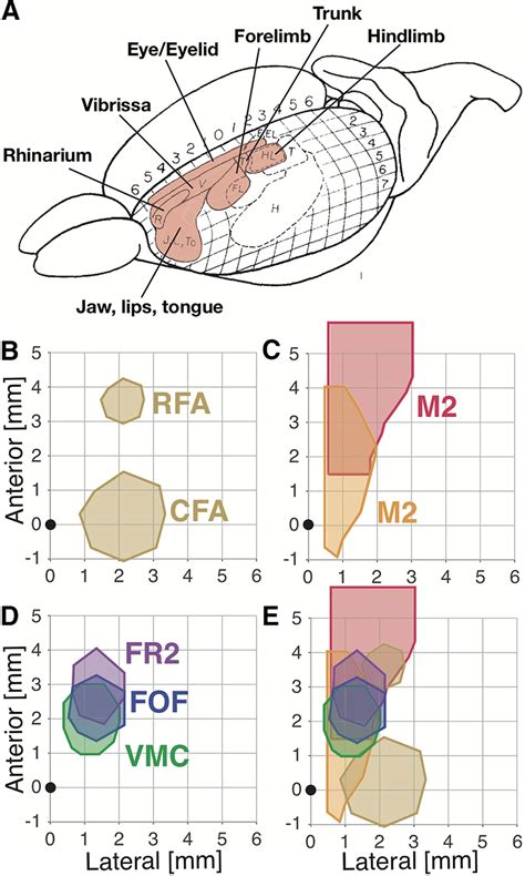 Maps Of Rat Frontal Cortex A Delineation Of Rat Frontal Cortex By