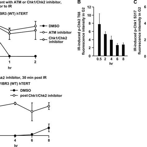 Chk Chk Regulates The Initiation And Maintenance Of Checkpoint