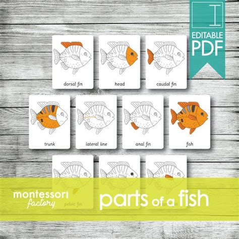 Parts Of A Fish Montessori Nomenclature Cards Flash Cards Etsy Canada