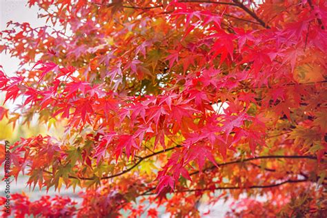 Beautiful Acer Palmatum Palmate Maple Or Smooth Japanese Maple Leaves Fall Red Maples In