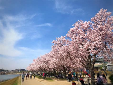 【2021年】狭山池では桜が綺麗に咲いています 大阪狭山びこー大阪狭山市の地域情報サイト