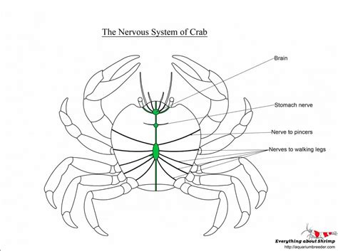 Spider Crab Anatomy Diagram