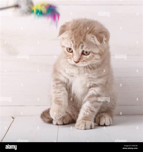 playful cream color scottish fold cat portrait stock photo alamy
