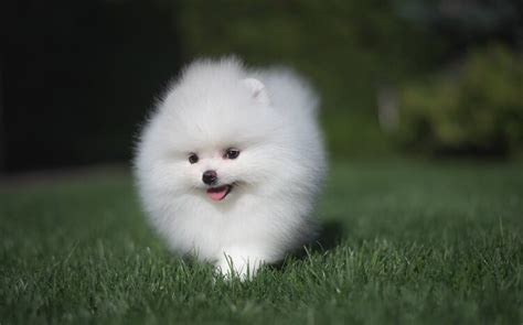 Pomeranian Miniature