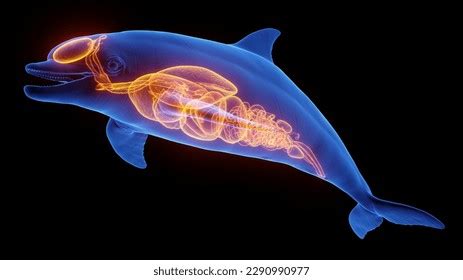 29 Bones Dolphin Flipper Royalty-Free Images, Stock Photos & Pictures ...