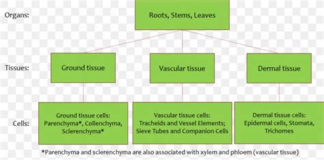 Diagram Ground Tissue Vascular Tissue Plant Stem, PNG, 1024x508px, Diagram, Anatomy, Area, Brand ...