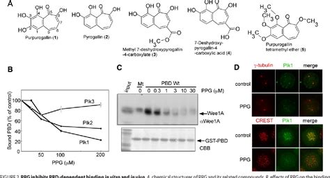 Figure 2 From Deficiency In Chromosome Congression By The Inhibition Of