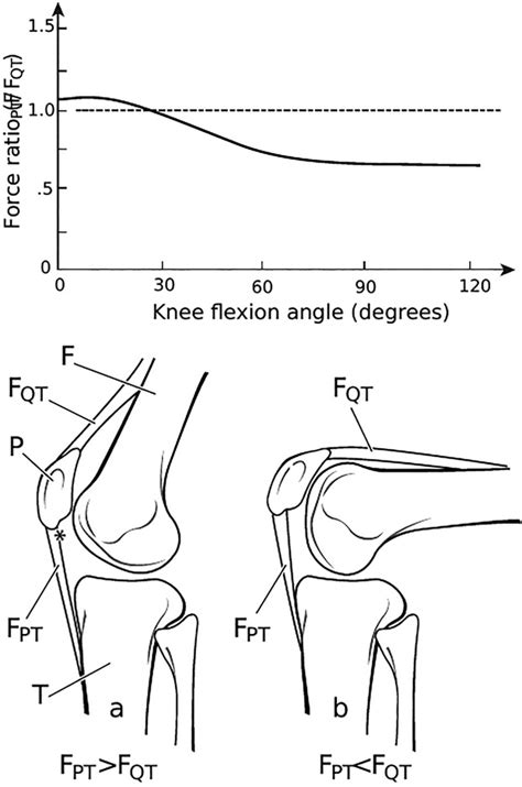 Biomechanics Of The Knee Extensor Mechanism And Its Relationship To