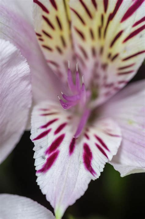 Alstroemeria Close Up 1 Photograph By Bob Corson Fine Art America