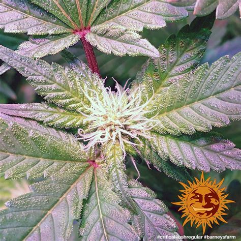 Critical Kush Regular™ Cannabis Seeds Barneys Farm®