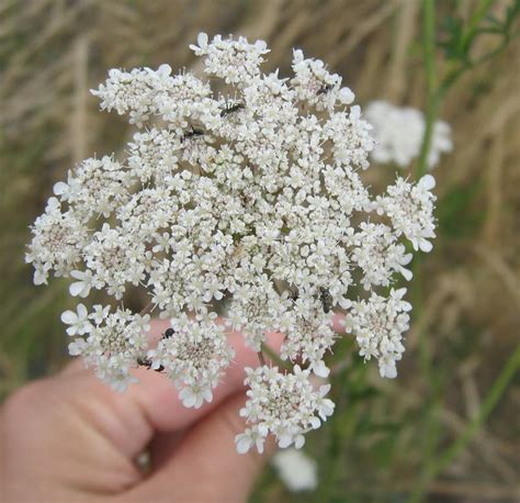 My Walk With Food And Beautiful Plants And Flowers Queen Annes Lace