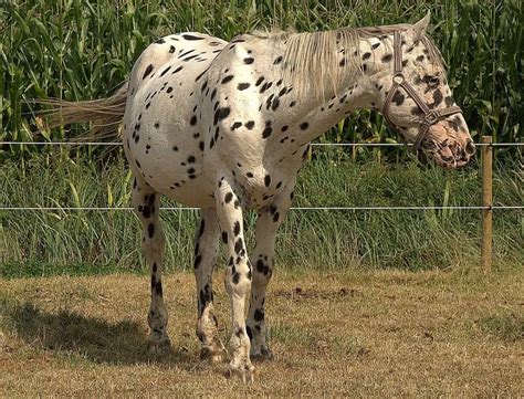 9 Spotted Horse Breeds Guaranteed To Get You Noticed! – Horse FactBook