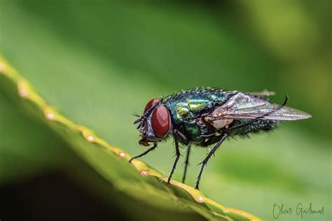 Je Vois Rouge Mouche Verte Lucilia Sericata Olivier Guilbaud