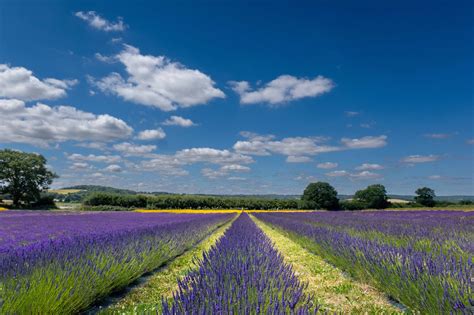 Latest News & Events | Lavender Fields | Hampshire