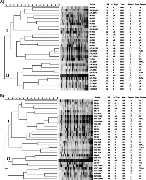 Pfge Fingerprinting And Corresponding Dendrogram For Of V