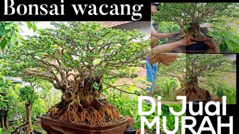 Bonsai Wacang Perawatan Rutin Ganti Media Jangan Sampai Nunggu Daun