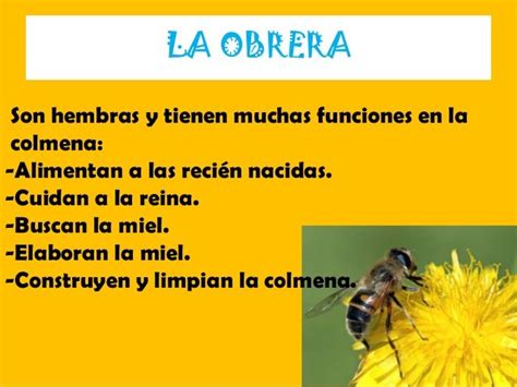 INTERESANTE PRESENTACIÓN PARA INTRODUCIR EL TEMA DE LAS ABEJAS Tipos