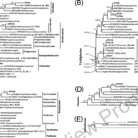 Maximum Likelihood Ml Trees With A Similar Topology Of The Bayesian Download Scientific